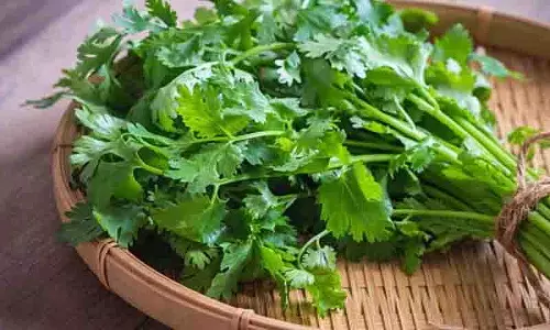 अपने खाने में धनिया पत्ती न फेंके, इन Benefits के लिए खाएं अपने खाने में धनिया पत्ती न फेंके, इन Benefits के लिए खाएं