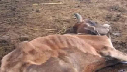 6 गाय नहर में मृत हालत में मिले, ग्रामीणों ने जांच की मांग की 6 गाय नहर में मृत हालत में मिले, ग्रामीणों ने जांच की मांग की