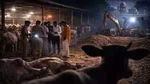 Bijnor: रोड के किनारे 6 गायों के शव मिलने से हड़कंप Bijnor: रोड के किनारे 6 गायों के शव मिलने से हड़कंप