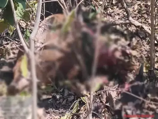 बाघिन के हमले से मवेशी की मौत, वन विभाग का अमला अलर्ट बाघिन के हमले से मवेशी की मौत, वन विभाग का अमला अलर्ट