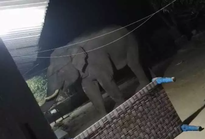 रौंदकर मार डाला...हाथी ने 100 साल के पुजारी को बनाया निशाना रौंदकर मार डाला...हाथी ने 100 साल के पुजारी को बनाया निशाना