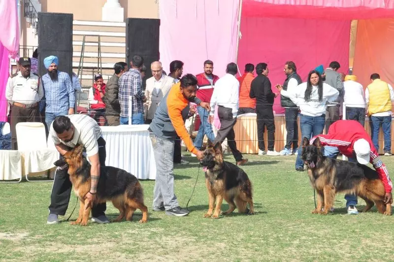Punjab में कुत्तों के काटने के बढ़ते मामलों के बीच डॉग शो में कुत्तों से प्यार करने वालों की भीड़ उमड़ी Punjab में कुत्तों के काटने के बढ़ते मामलों के बीच डॉग शो में कुत्तों से प्यार करने वालों की भीड़ उमड़ी
