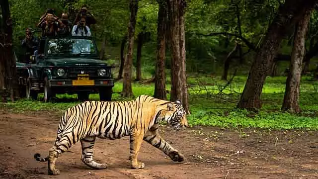 राज्य में सफारी बैन; तमिलनाडु से टूरिस्ट Kerala की ओर जा रहे है राज्य में सफारी बैन; तमिलनाडु से टूरिस्ट Kerala की ओर जा रहे है