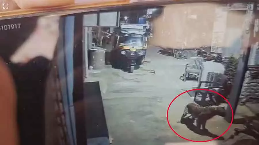 Karnataka : हम्पी के विरुपाक्ष मंदिर के पास तेंदुआ घूम रहा है Karnataka : हम्पी के विरुपाक्ष मंदिर के पास तेंदुआ घूम रहा है
