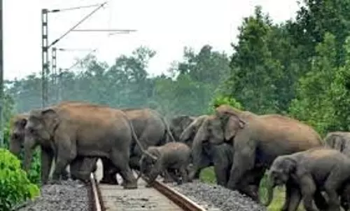 Jharkhand: मालगाड़ी की चपेट में आया हाथियों का झुंड