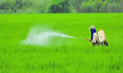 Hisar फसल बीमा योजना के तहत बीमा कंपनियों को 2,096 करोड़ रुपये का लाभ हुआ