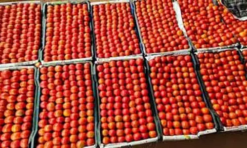 Tomato की सप्लाई बढ़ी: कीमतों में भारी गिरावट किसान चिंतित