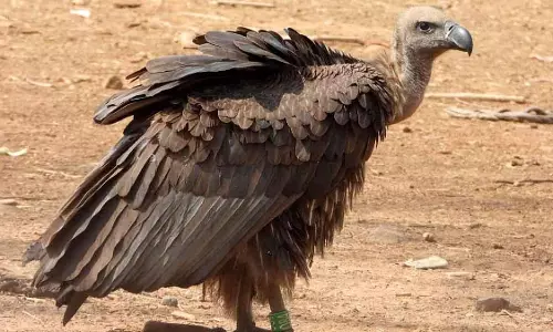 Indore : वन विभाग ने द्विवार्षिक गिद्ध गणना शुरू की