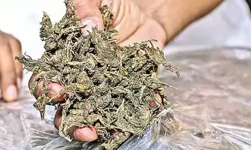 Chennai: पुलिस ने 2,000 किलो से ज़्यादा गांजा नष्ट किया Chennai: पुलिस ने 2,000 किलो से ज़्यादा गांजा नष्ट किया