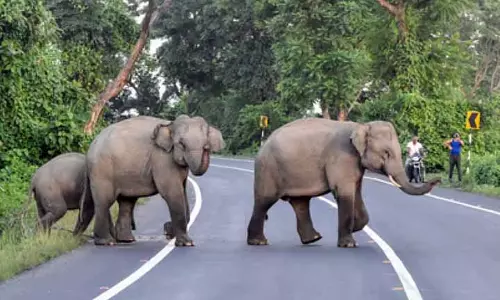 Munnar के पास हाथी ने गाड़ियों को नुकसान पहुंचाया Munnar के पास हाथी ने गाड़ियों को नुकसान पहुंचाया