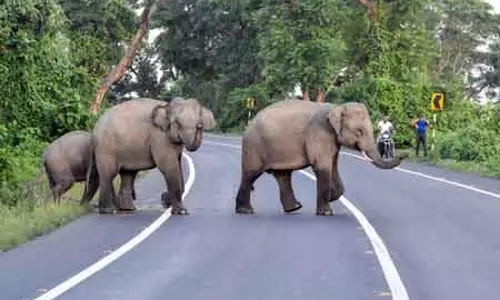 Rourkela: AI कैमरों ने चार विशालकाय जानवरों की जान बचाई