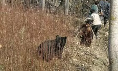 Jammu: वन्यजीव और मानव टकराव में बढ़ते मामले, सुरक्षा पर चिंता Jammu: वन्यजीव और मानव टकराव में बढ़ते मामले, सुरक्षा पर चिंता
