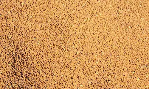 चने की कीमतों में गिरावट: Kottadu में किसान परेशान चने की कीमतों में गिरावट: Kottadu में किसान परेशान