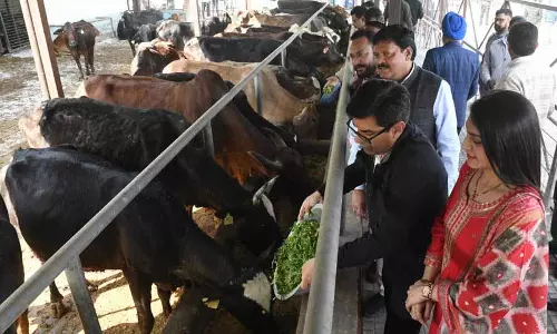 रायपुर कलां गौशाला को NGO को सौंपेगी एमसी रायपुर कलां गौशाला को NGO को सौंपेगी एमसी