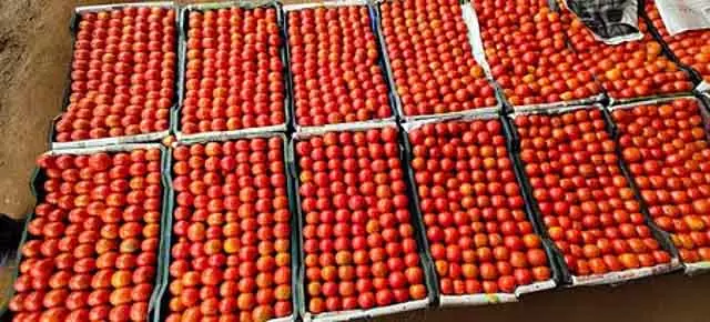 Tomato की सप्लाई बढ़ी: कीमतों में भारी गिरावट किसान चिंतित Tomato की सप्लाई बढ़ी: कीमतों में भारी गिरावट किसान चिंतित