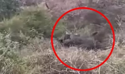 ट्रैक्टर 60 फीट खाई में समाया, ड्राइवर की मौत ट्रैक्टर 60 फीट खाई में समाया, ड्राइवर की मौत