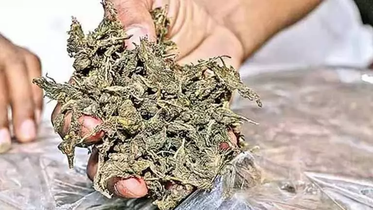 Chennai: पुलिस ने 2,000 किलो से ज़्यादा गांजा नष्ट किया Chennai: पुलिस ने 2,000 किलो से ज़्यादा गांजा नष्ट किया