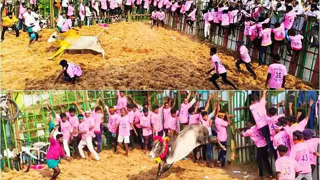 Tamil Nadu: पोन्नामारवती के पास शिवरात्रि के मौके पर जल्लीकट्टू कॉम्पिटिशन Tamil Nadu: पोन्नामारवती के पास शिवरात्रि के मौके पर जल्लीकट्टू कॉम्पिटिशन