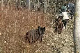 Jammu: वन्यजीव और मानव टकराव में बढ़ते मामले, सुरक्षा पर चिंता Jammu: वन्यजीव और मानव टकराव में बढ़ते मामले, सुरक्षा पर चिंता