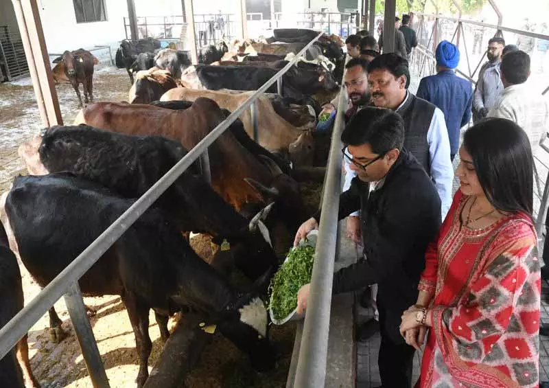 रायपुर कलां गौशाला को NGO को सौंपेगी एमसी रायपुर कलां गौशाला को NGO को सौंपेगी एमसी