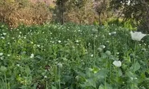 Jodhpur : अवैध अफीम और गांजा खेती के खिलाफ DST की बड़ी कार्रवाई, दो आरोपी गिरफ्तार