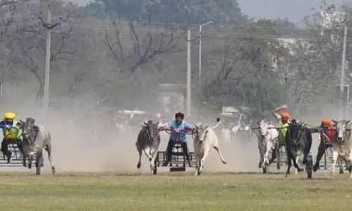 Kila Raipur Rural Olympics 2026, 12 साल के अंतराल के बाद बैलगाड़ी दौड़ की वापसी Kila Raipur Rural Olympics 2026, 12 साल के अंतराल के बाद बैलगाड़ी दौड़ की वापसी