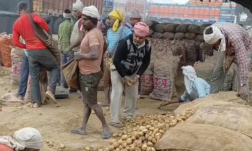 Farrukhabad: सातनपुर मंडी में आलू के दामों में तेज बढ़ोतरी Farrukhabad: सातनपुर मंडी में आलू के दामों में तेज बढ़ोतरी
