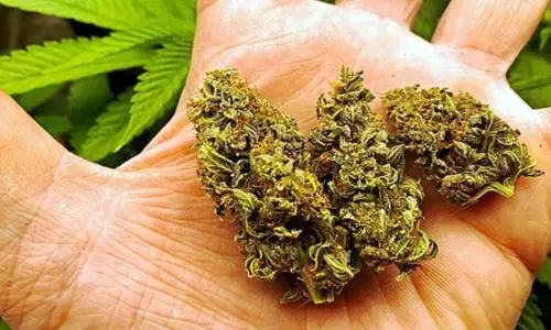 Maharajganj: पुलिस ने 15 करोड़ रुपये का हाइड्रोपोनिक वीड किया बरामद Maharajganj: पुलिस ने 15 करोड़ रुपये का हाइड्रोपोनिक वीड किया बरामद