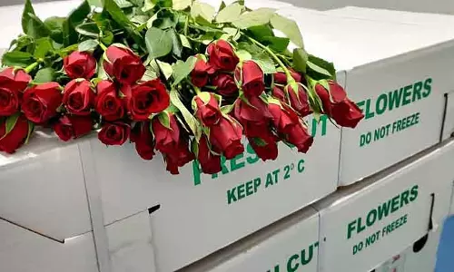 Valentines Day : 60 मिलियन गुलाब एक्सपोर्ट हुए, पिछले साल के मुकाबले 79% ज़्यादा Valentines Day : 60 मिलियन गुलाब एक्सपोर्ट हुए, पिछले साल के मुकाबले 79% ज़्यादा