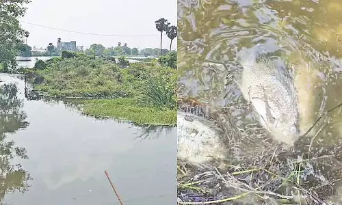 झील में सीवेज से मछलियां मर रही, Nedunkundram में स्वास्थ्य संबंधी चिंताएं बढ़ रही हैं झील में सीवेज से मछलियां मर रही, Nedunkundram में स्वास्थ्य संबंधी चिंताएं बढ़ रही हैं