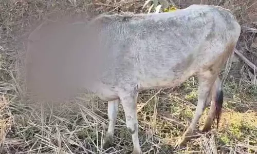 Keonjhar में जंगली सूअर के लिए बने बम को खाने से बछड़े की हालत गंभीर Keonjhar में जंगली सूअर के लिए बने बम को खाने से बछड़े की हालत गंभीर