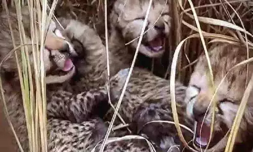 दक्षिण अफ़्रीकी cheetah Gamini ने कुनो नेशनल पार्क में तीन बच्चों को जन्म दिया दक्षिण अफ़्रीकी cheetah Gamini ने कुनो नेशनल पार्क में तीन बच्चों को जन्म दिया