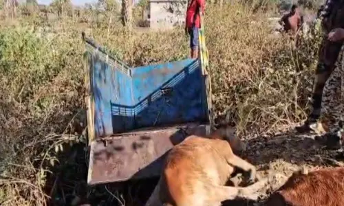 पुलिस से बचने पिकअप को तेज भगा रहा था ड्राइवर, पलटने से गौवंश तस्करी नाकाम पुलिस से बचने पिकअप को तेज भगा रहा था ड्राइवर, पलटने से गौवंश तस्करी नाकाम