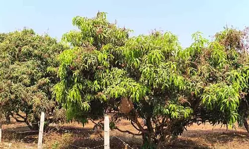 Dharwad : आम की फसल लीफ स्पॉट बीमारी से प्रभावित Dharwad : आम की फसल लीफ स्पॉट बीमारी से प्रभावित