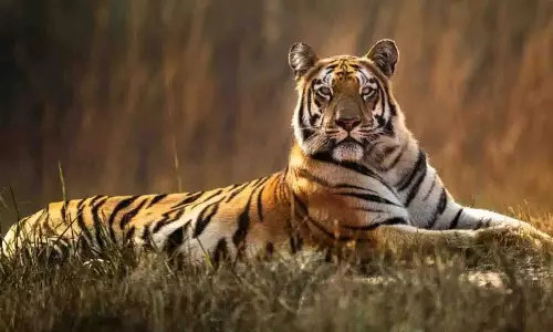 Nagpur में रेलवे ट्रैक पर बाघ मृत मिला