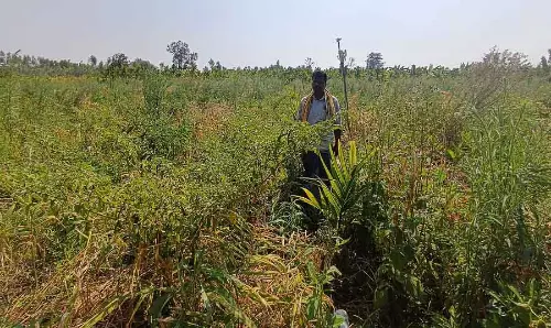 Karnataka: एक नौजवान जिसने सुपारी-अदरक में हरी मिर्च उगाने के फ़ायदे देखे Karnataka: एक नौजवान जिसने सुपारी-अदरक में हरी मिर्च उगाने के फ़ायदे देखे