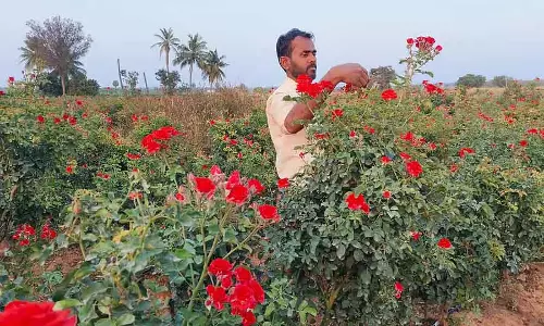 Challakere : गेस्ट लेक्चरर जिन्होंने फूल उगाकर अपनी इनकम बढ़ाई Challakere : गेस्ट लेक्चरर जिन्होंने फूल उगाकर अपनी इनकम बढ़ाई