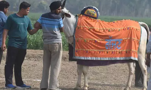 Gajjan, राष्ट्रपति, सुल्तान ने शो चुरा लिया