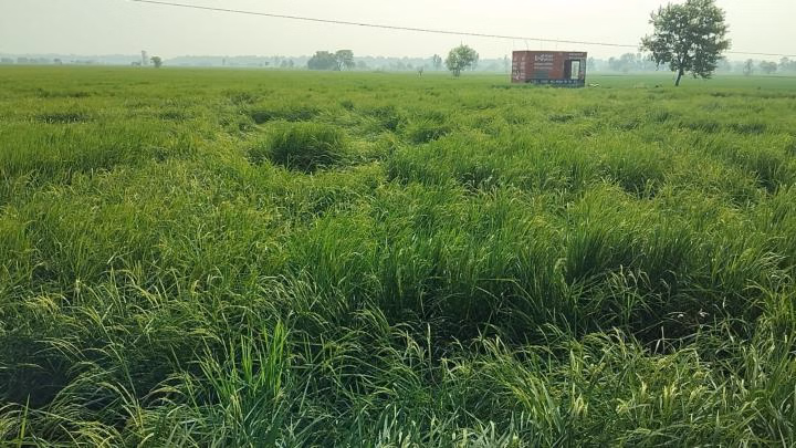 Bhiwani: खरीफ फसलों की बिजाई पर खतरा बढ़ा Bhiwani: खरीफ फसलों की बिजाई पर खतरा बढ़ा