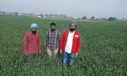 Amritsar: गेहूं की फसल पर गर्मी के असर से कृषि विभाग के अधिकारी चिंतित