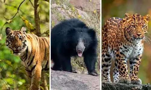 Adilabad -जंगल में भटकते जंगली जानवरों से अलर्ट