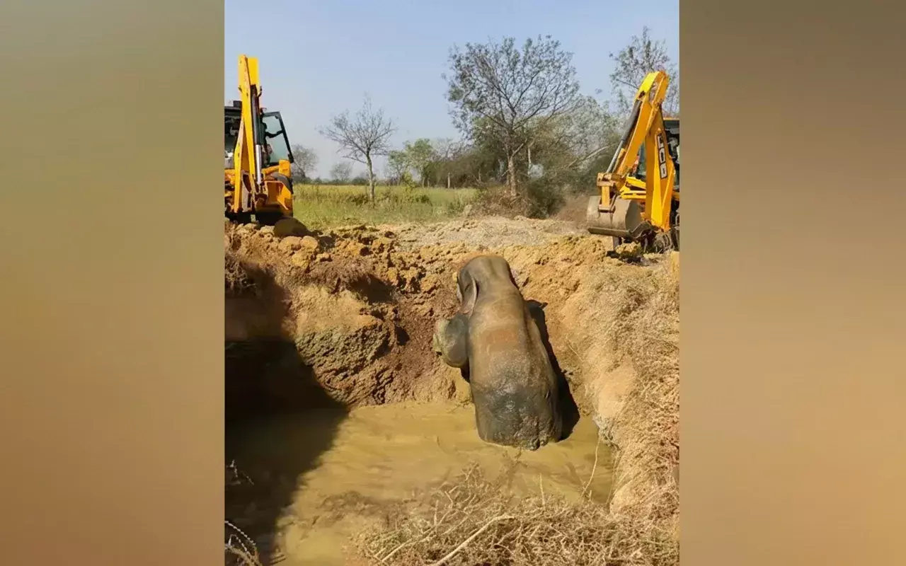 Sundargarh में तालाब में फंसे हाथी को दो घंटे के बचाव अभियान के बाद बचाया गया
