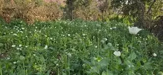 Jodhpur : अवैध अफीम और गांजा खेती के खिलाफ DST की बड़ी कार्रवाई, दो आरोपी गिरफ्तार Jodhpur : अवैध अफीम और गांजा खेती के खिलाफ DST की बड़ी कार्रवाई, दो आरोपी गिरफ्तार