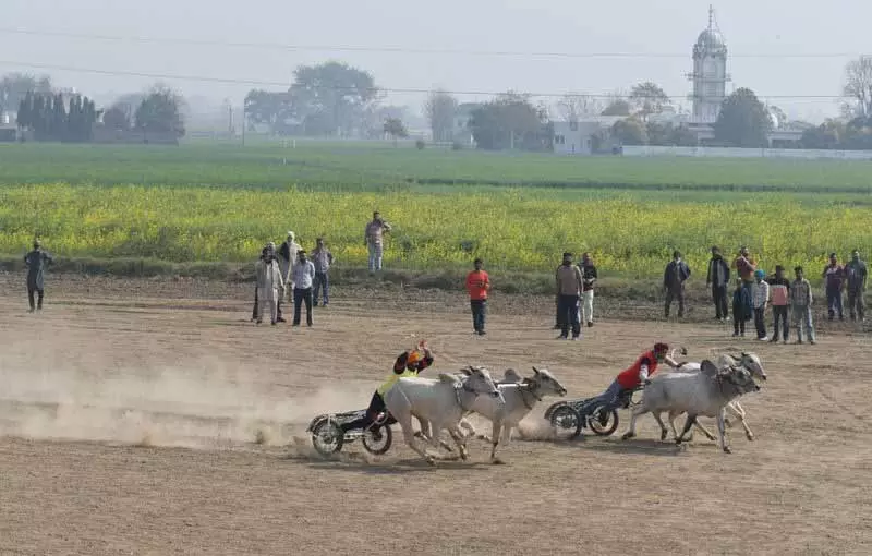Kila Raipur Olympics: पुरखों की विरासत को आगे बढ़ाने के लिए बैलगाड़ी दौड़ में जुटे युवा Kila Raipur Olympics: पुरखों की विरासत को आगे बढ़ाने के लिए बैलगाड़ी दौड़ में जुटे युवा