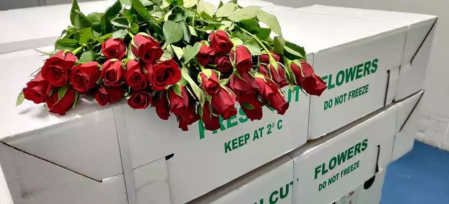 Valentines Day : 60 मिलियन गुलाब एक्सपोर्ट हुए, पिछले साल के मुकाबले 79% ज़्यादा Valentines Day : 60 मिलियन गुलाब एक्सपोर्ट हुए, पिछले साल के मुकाबले 79% ज़्यादा