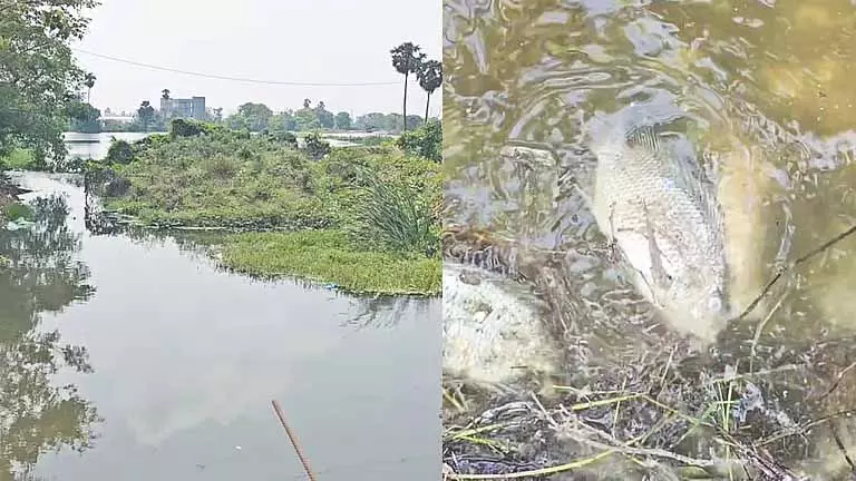 झील में सीवेज से मछलियां मर रही, Nedunkundram में स्वास्थ्य संबंधी चिंताएं बढ़ रही हैं झील में सीवेज से मछलियां मर रही, Nedunkundram में स्वास्थ्य संबंधी चिंताएं बढ़ रही हैं
