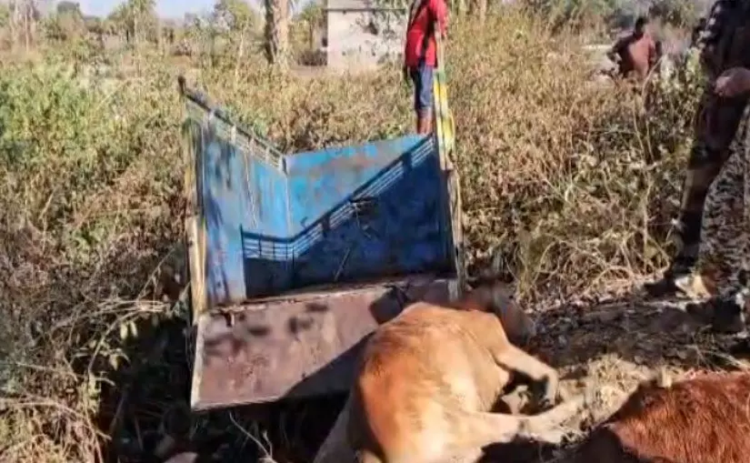 पुलिस से बचने पिकअप को तेज भगा रहा था ड्राइवर, पलटने से गौवंश तस्करी नाकाम पुलिस से बचने पिकअप को तेज भगा रहा था ड्राइवर, पलटने से गौवंश तस्करी नाकाम