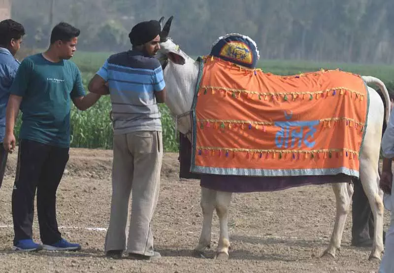 Gajjan, राष्ट्रपति, सुल्तान ने शो चुरा लिया Gajjan, राष्ट्रपति, सुल्तान ने शो चुरा लिया