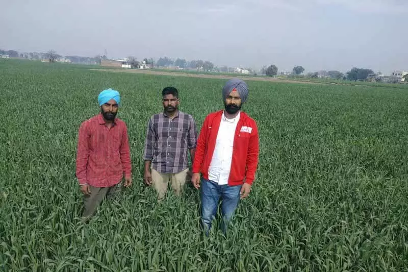 Amritsar: गेहूं की फसल पर गर्मी के असर से कृषि विभाग के अधिकारी चिंतित Amritsar: गेहूं की फसल पर गर्मी के असर से कृषि विभाग के अधिकारी चिंतित