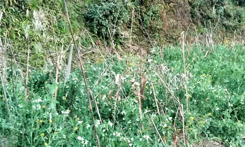 Gangtok: लंबे समय तक सूखे की वजह से पश्चिम सिक्किम में खेती और पानी की सप्लाई ठप